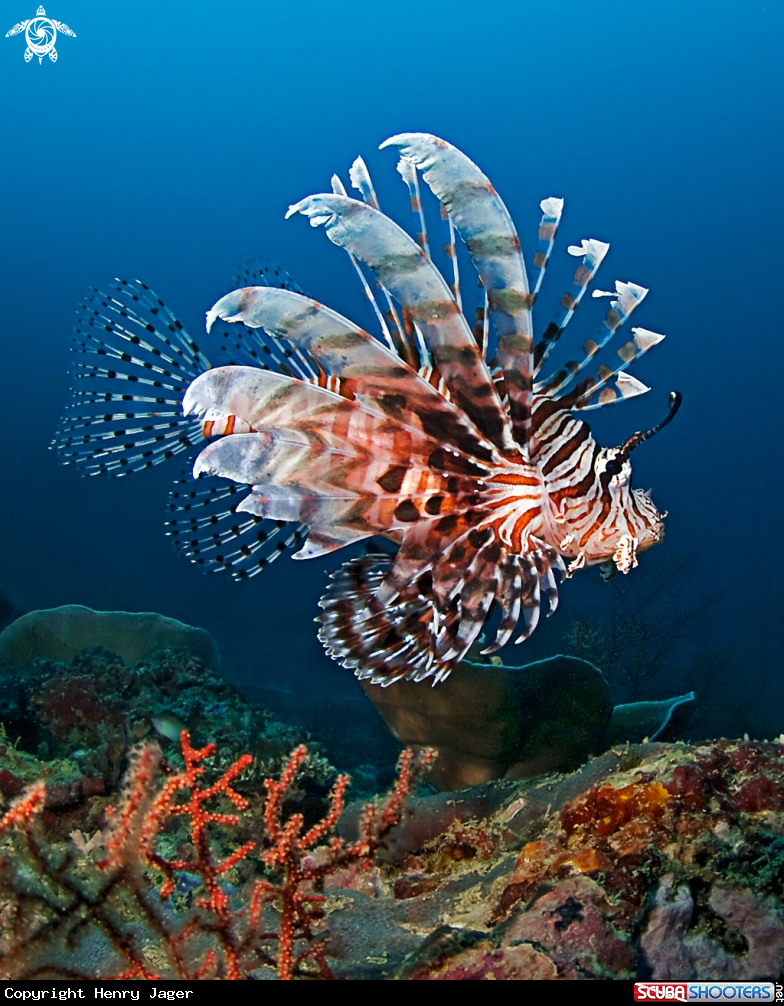 A Lionfish
