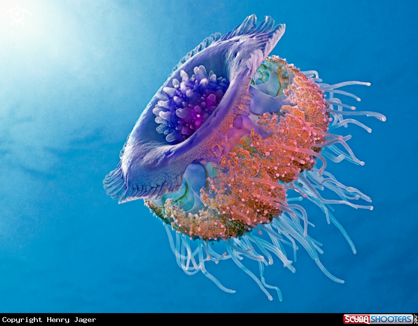 A Crown Jellyfish