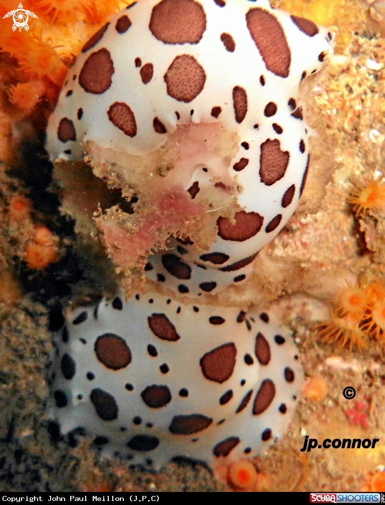 A Doris Dalmatien