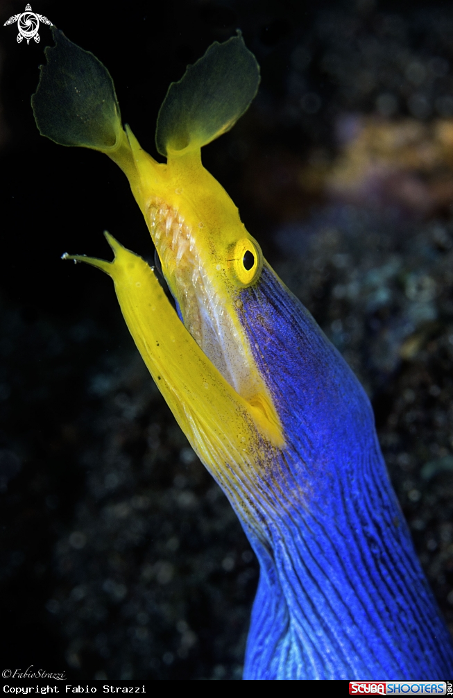 A BLUE RIBBON EEL