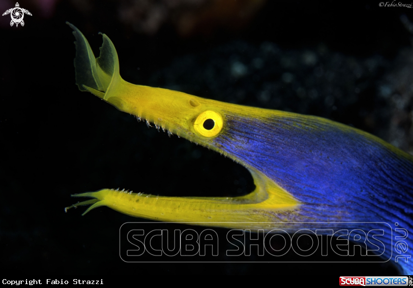 A Blue ribbon eel
