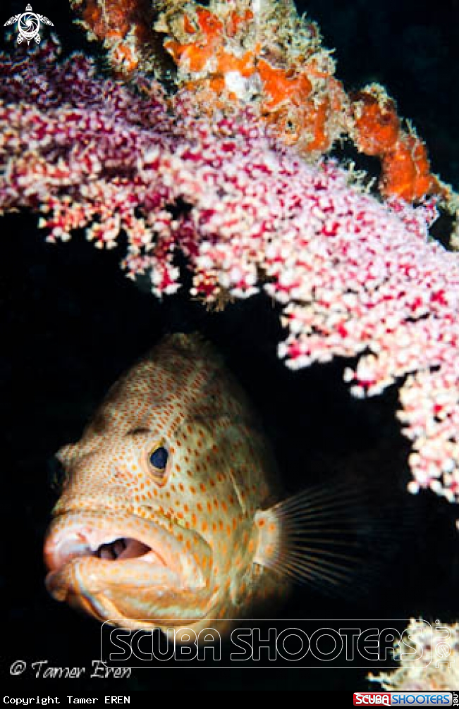 A Greasy Grouper