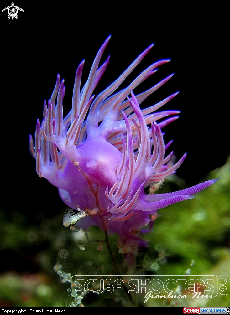 A Flabellina