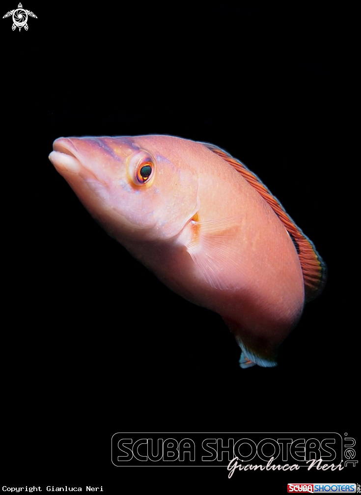 A Tordo fischietto