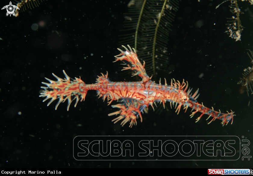 A Harlequin Ghost Pipefish