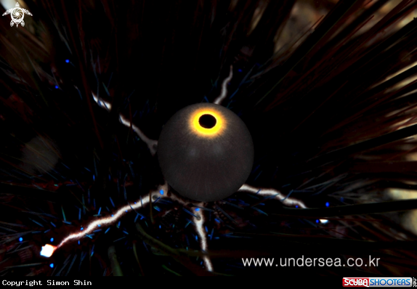 A sea urchin