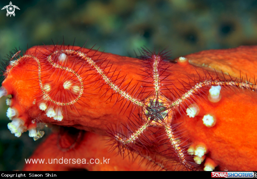 A sea star