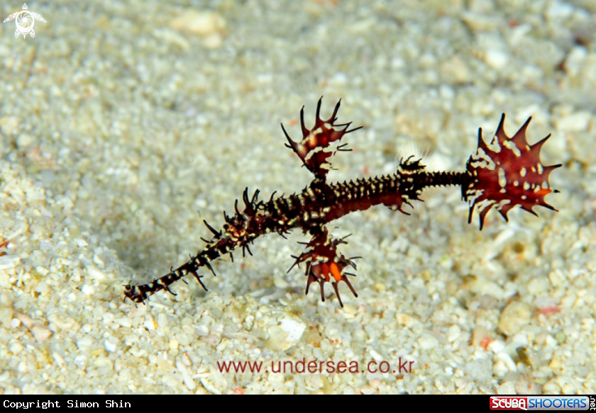 A ghost pipefish