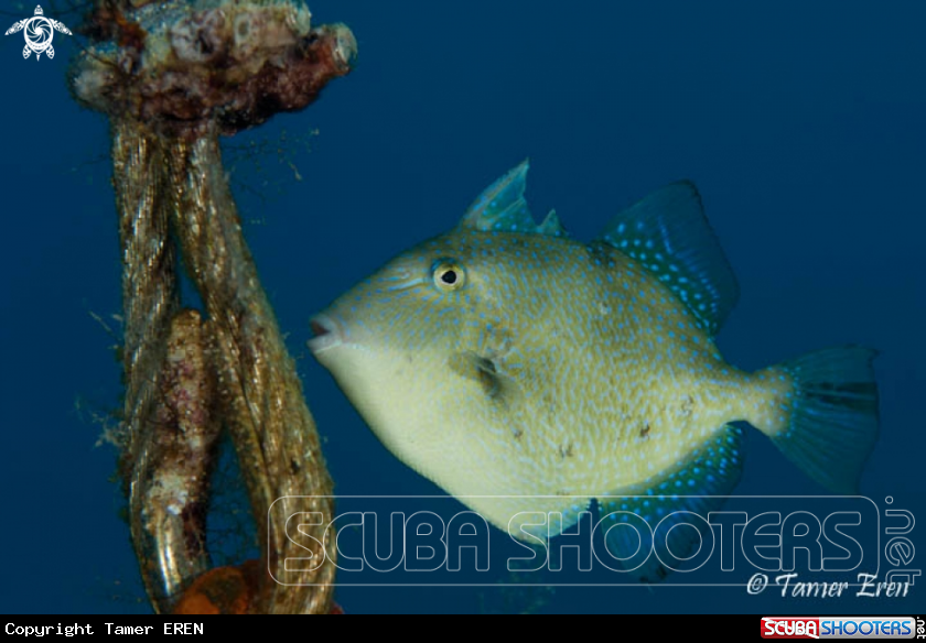 A Mediterranean Triggerfish