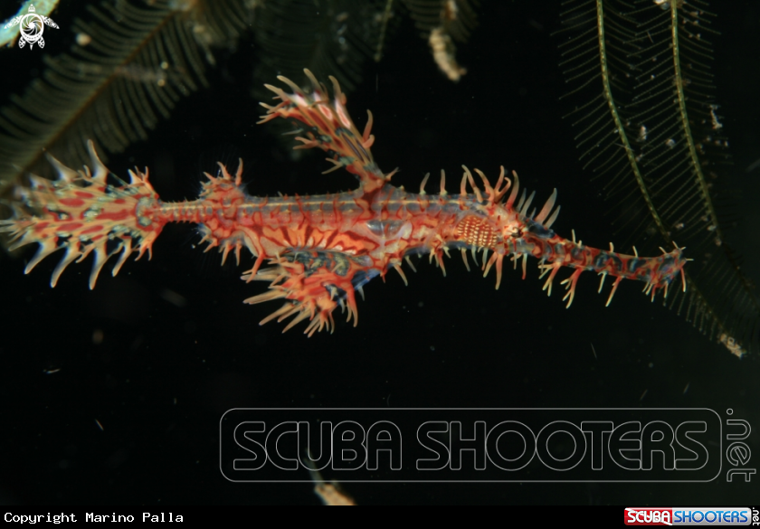 A Harlequin Ghost Pipefish