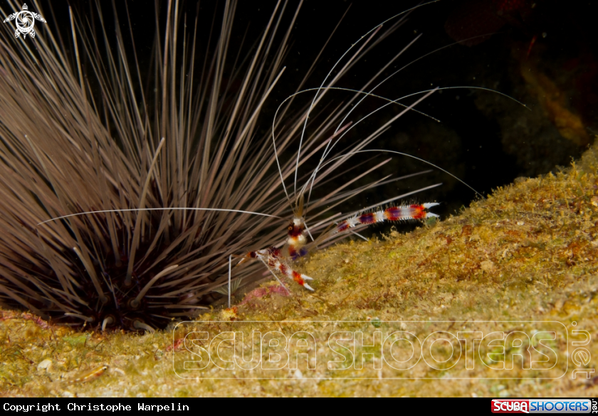 A Banded cleaner shrimp