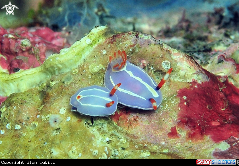 A Nudibranch