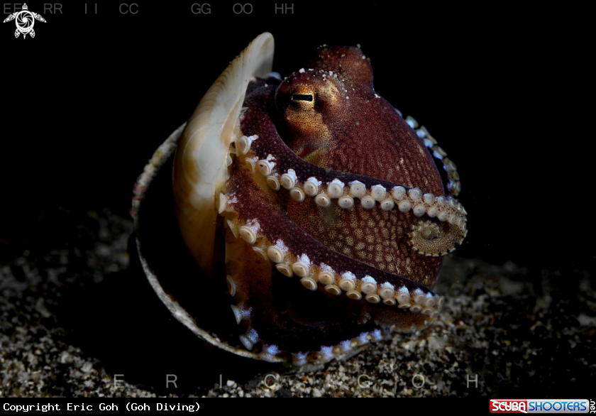 A Coconut Octopus