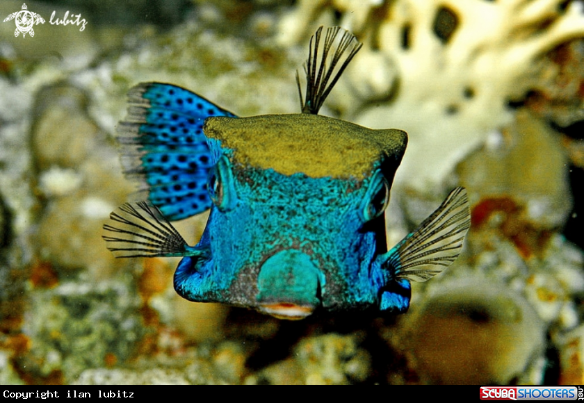 A Reef fish