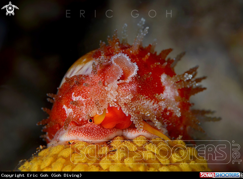 A Cowrie