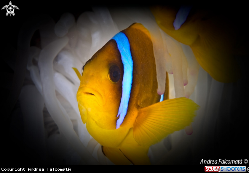 A clownfish