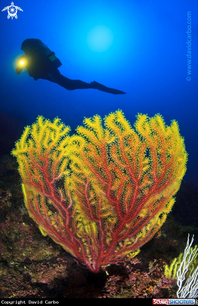 A Yellow Gorgonian 