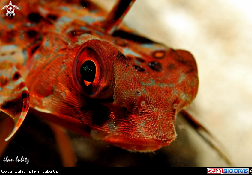A Reef fish