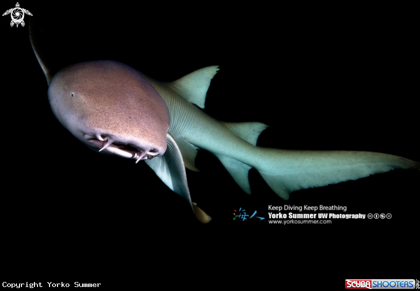 A Tawny Nurse Shark
