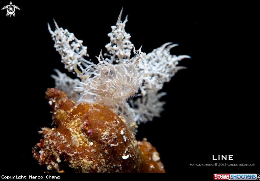 A Melibe colemani