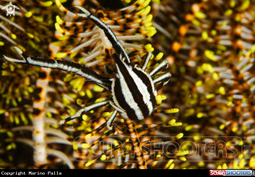 A Crinoid Squat Lobster