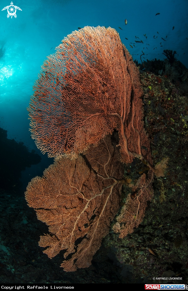 A Giant gorgonian