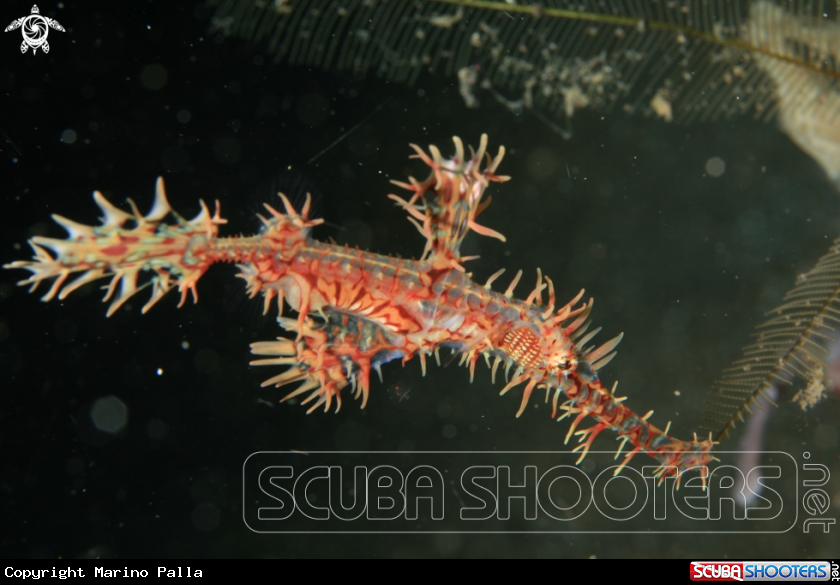 A Harlequin Ghost Pipefish