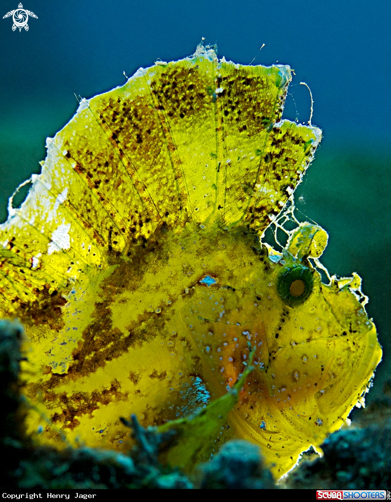 A Leaffish
