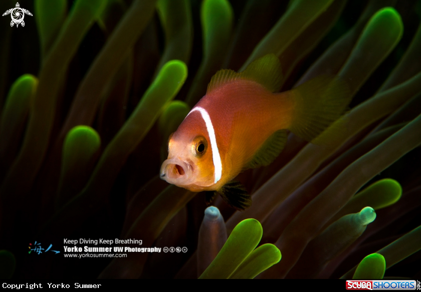 A Blackfinned Anemonefish