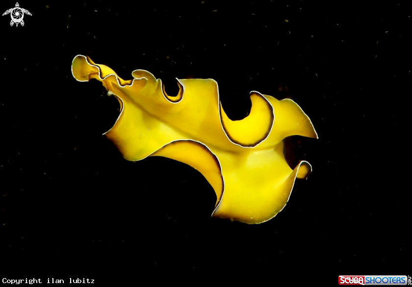 A flat worm