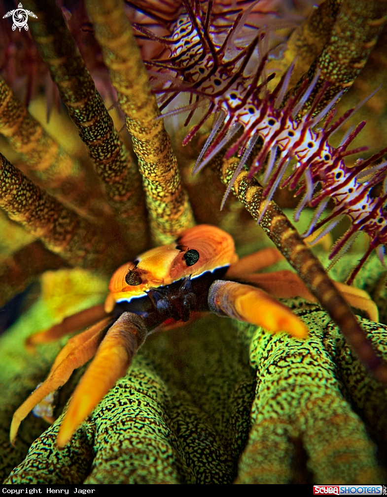 A Elegant Squat Lobster
