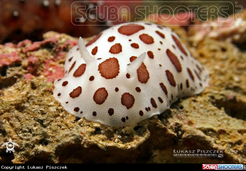 A Peltodoris atromacula​