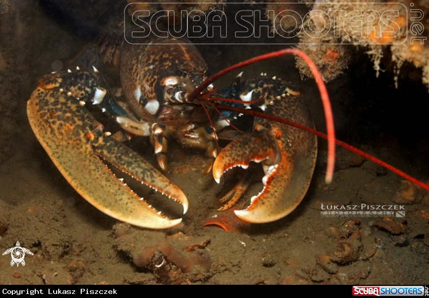 A Lobster