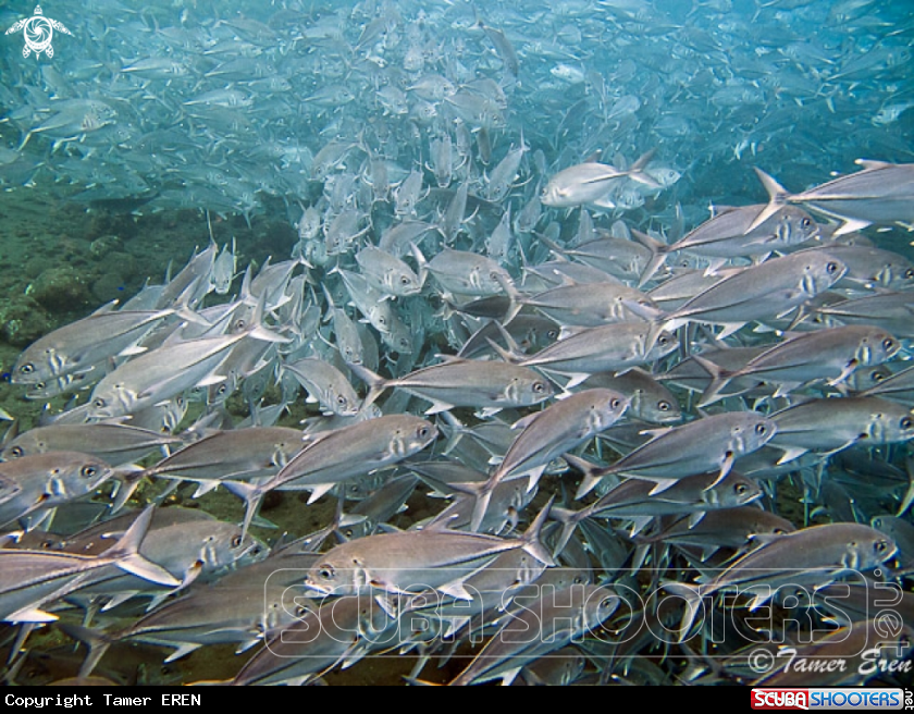 A School of Horse-eye Jack Fish