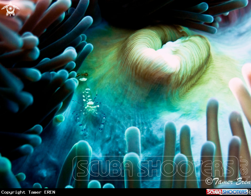 A Anemone Shrimp