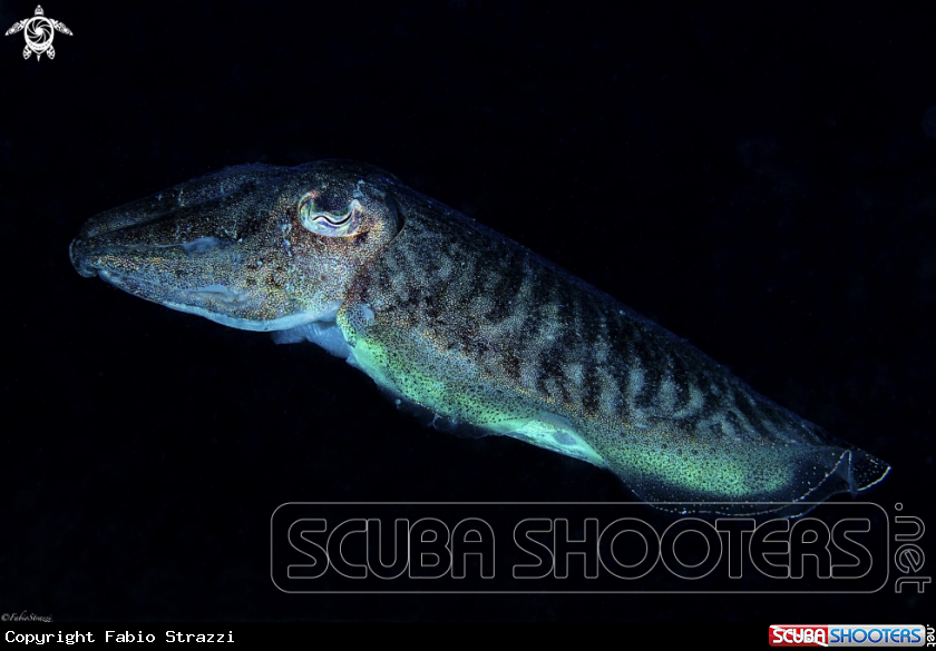 A Cuttlefish