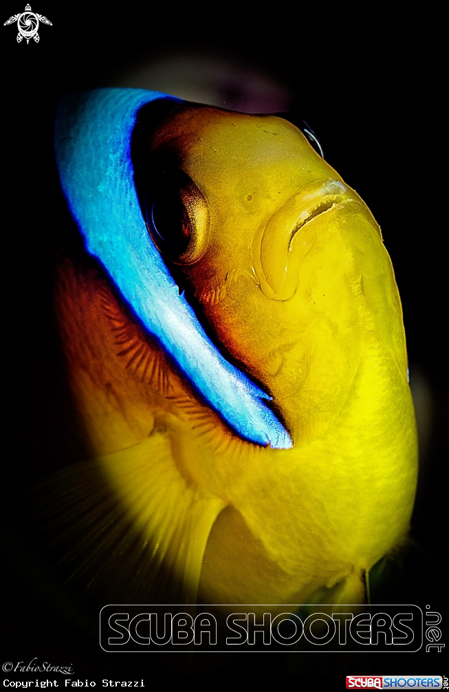 A Anemone fish