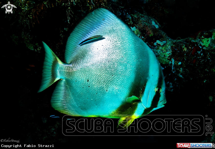 A Batfish