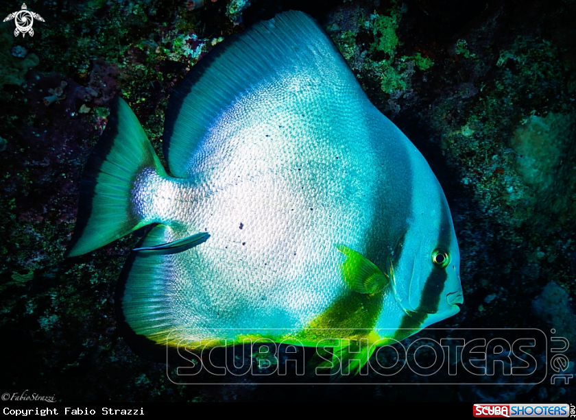 A Batfish