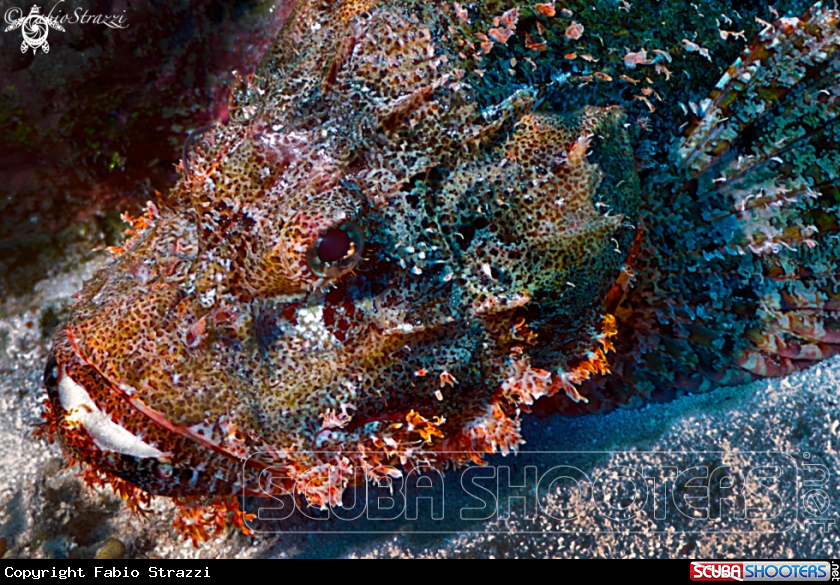 A Stone fish