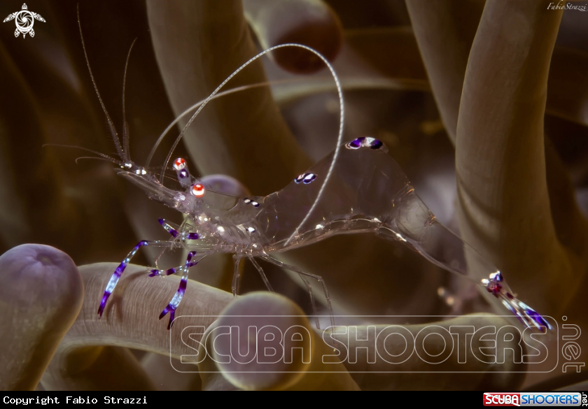 A Anemone Shrimp