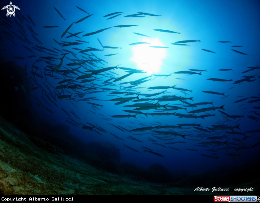 A barracuda