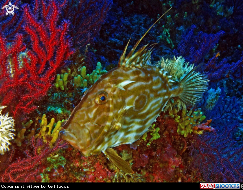 A Pesce San Pietro