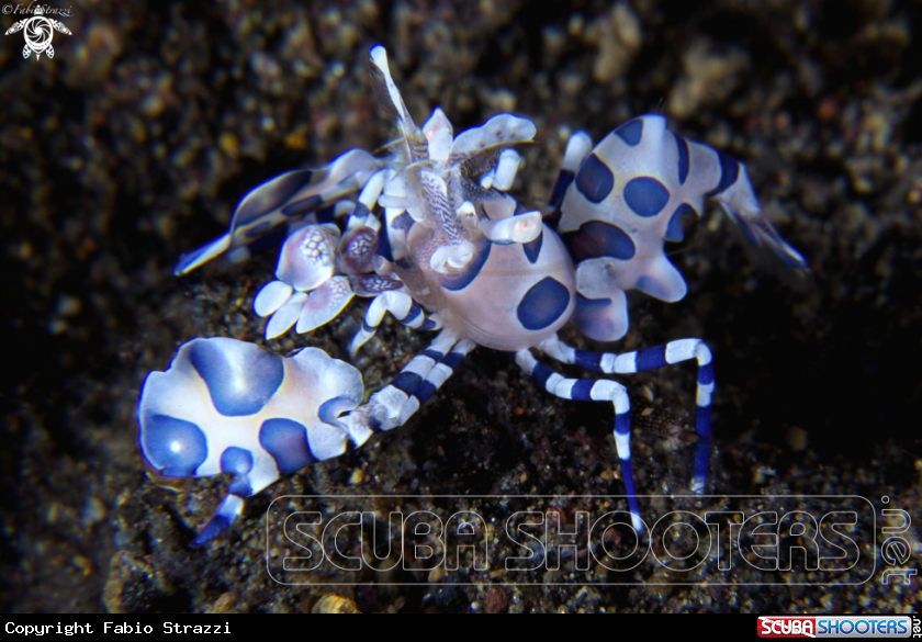 A Anemone Shrimp