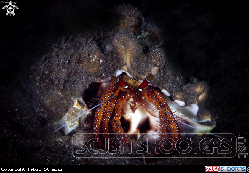 A Hermit crab