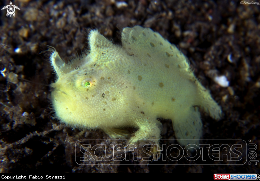 A Frogfish