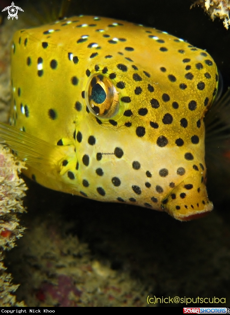 A yellow boxfish