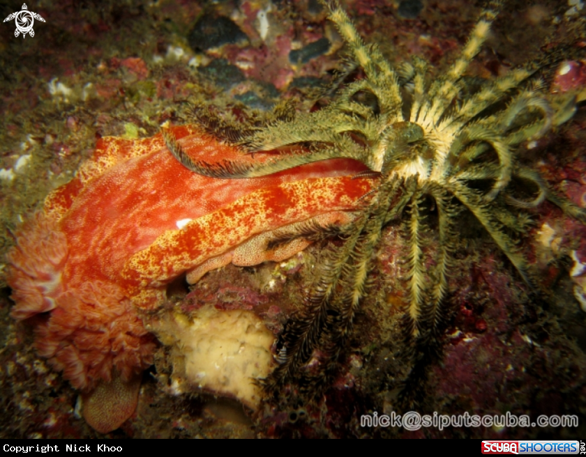 A spanish dancer