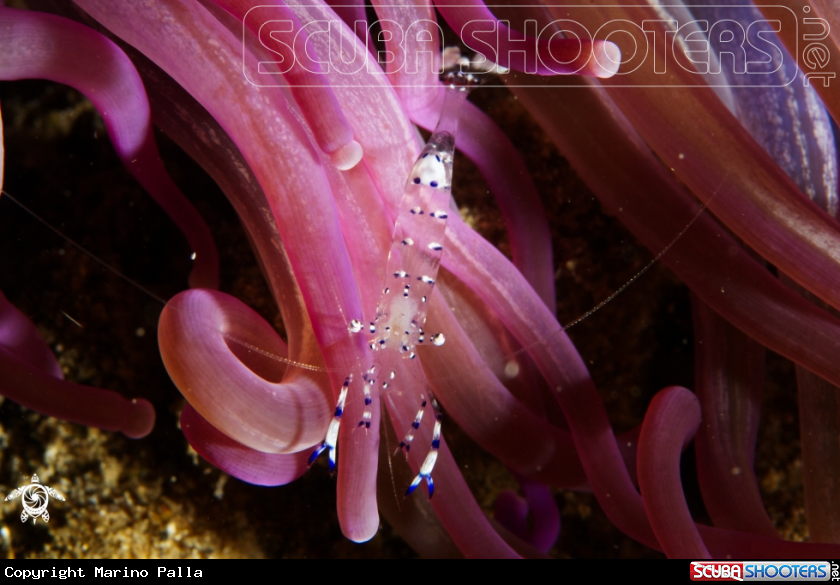 A Anemone Commensal Shrimp