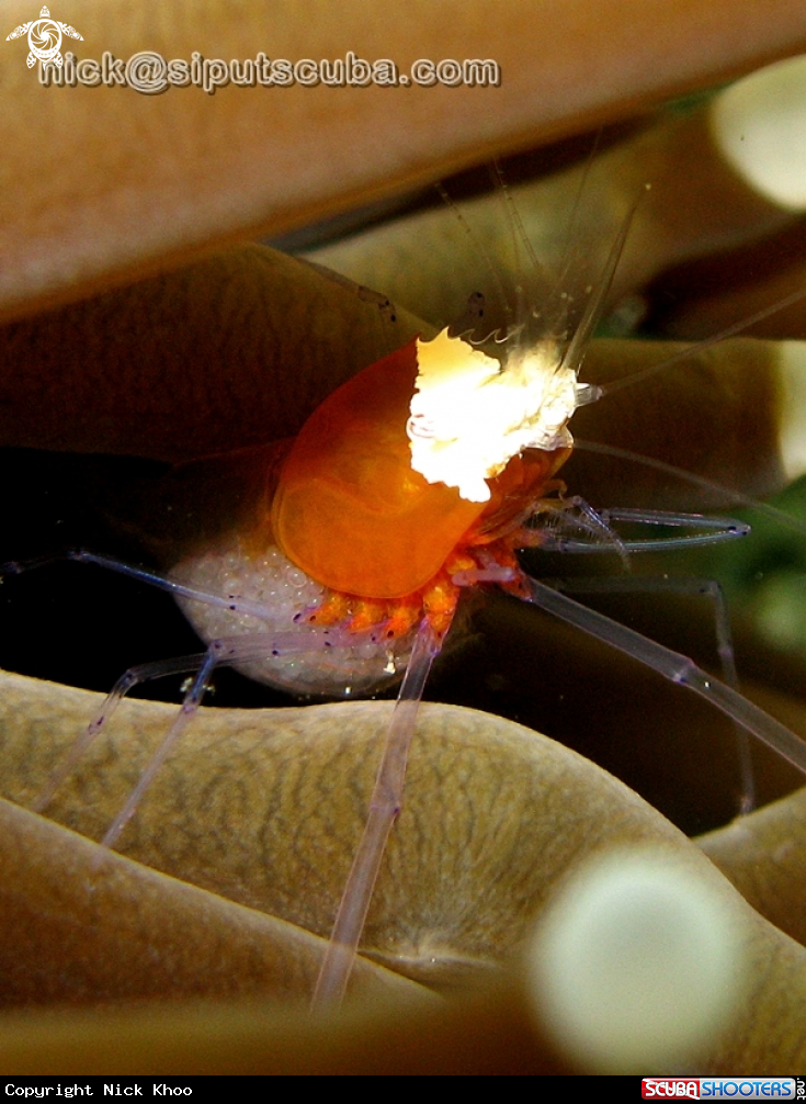 A popcorn shrimp